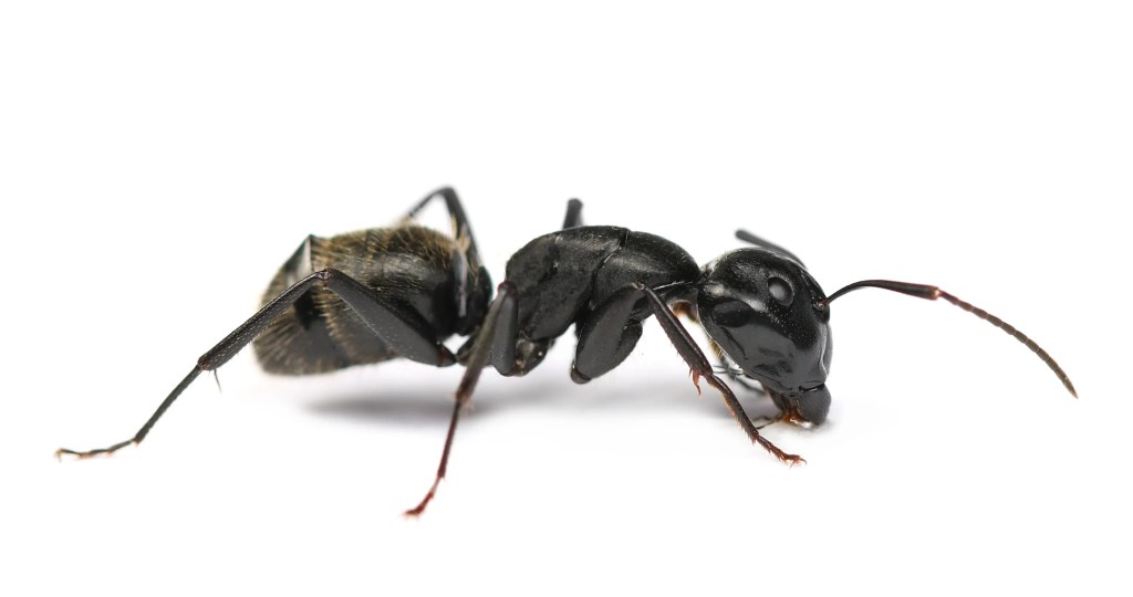 Ant