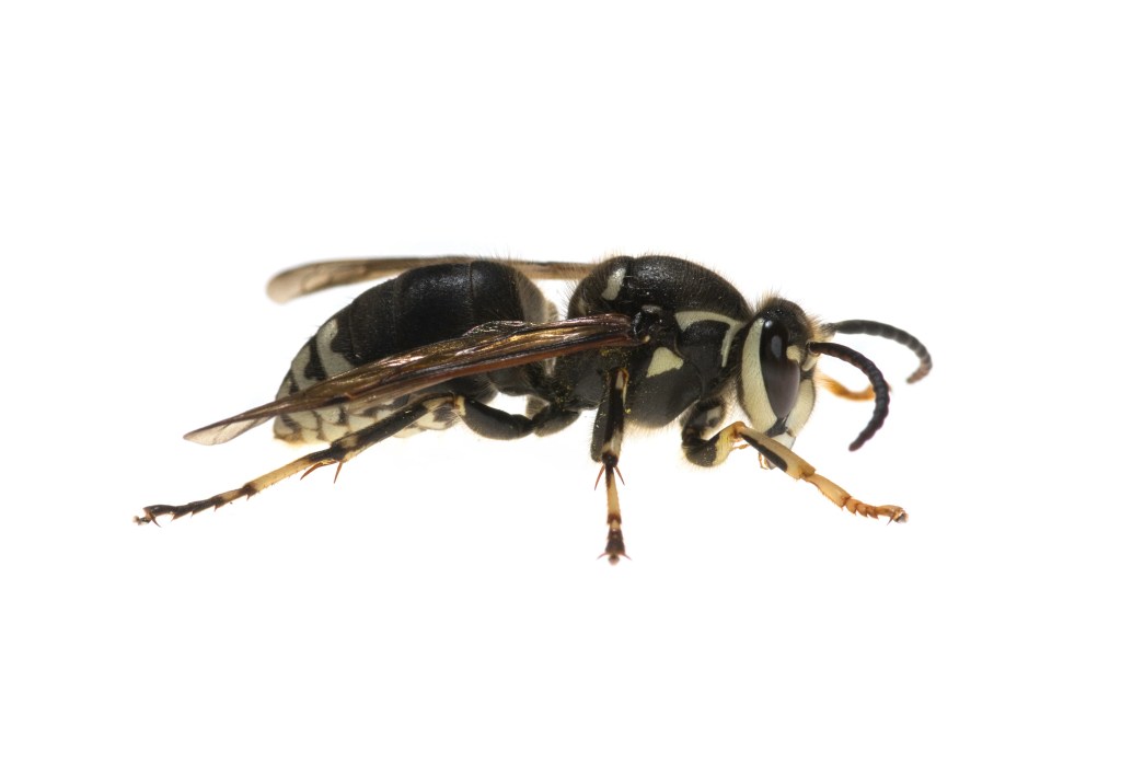 Hornet