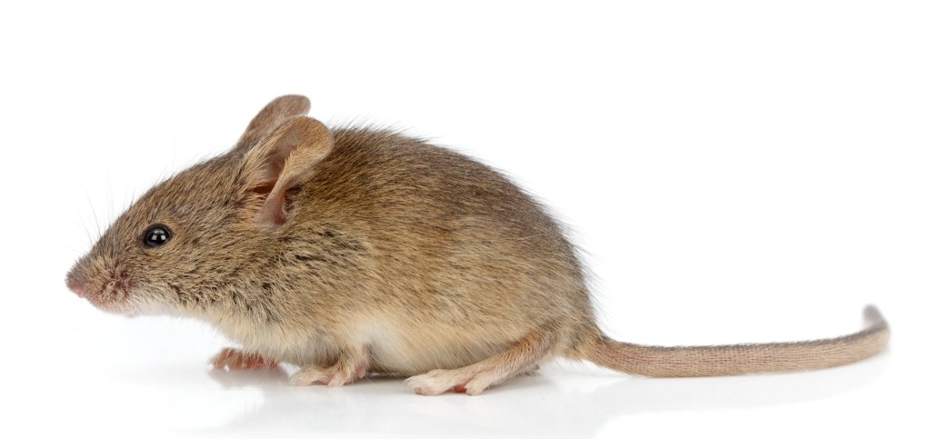 Mouse