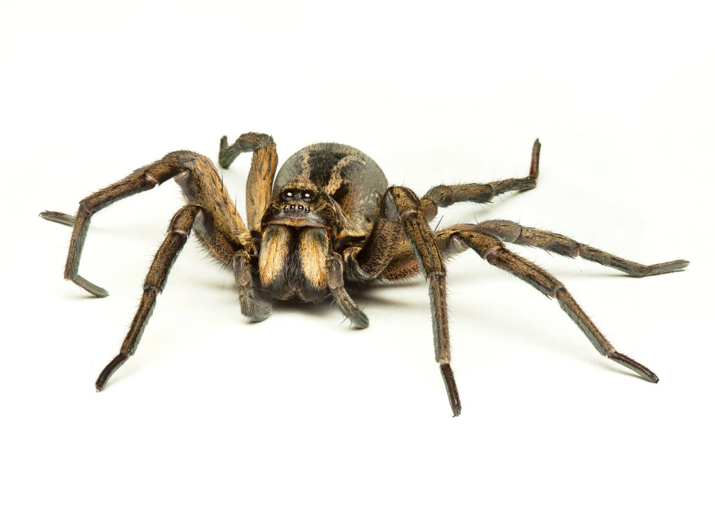 Spider