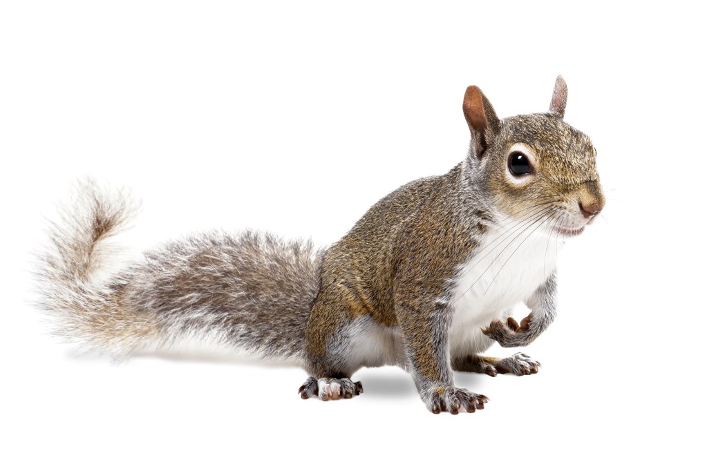 squirrel