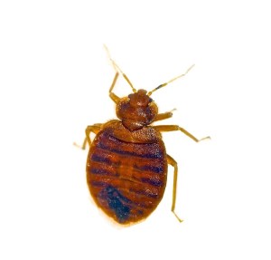 bed bug